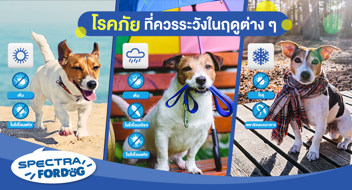 โรคภัยที่ควรระวังในฤดูต่าง ๆ